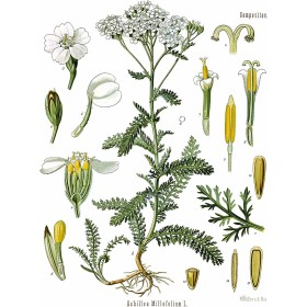 Achillea millefolium - Achillée Millefeuille - Köhler