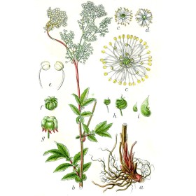 Filipendula Ulmaria - Reine des Prés