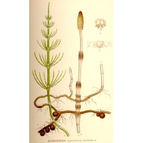 Equisetum arvense - Prêle - Köhler