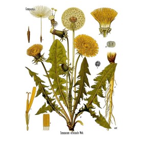 Dry dandelion for herbal teas in viticulture or agriculture